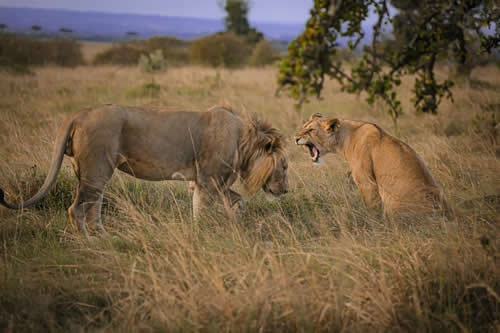 kenya safaris