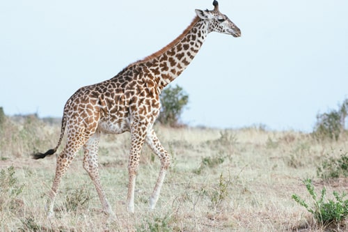 kenya safaris and tours