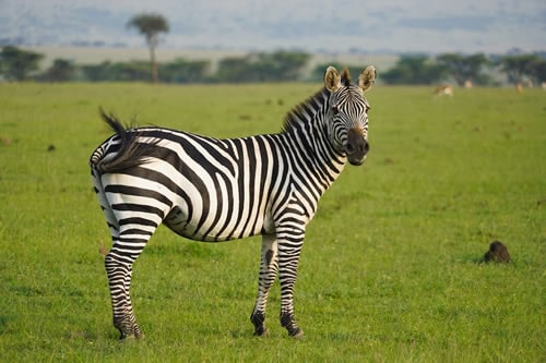 tanzania safaris